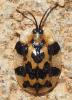 Aslamidium sp.